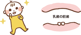 乳歯の前歯