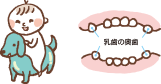 乳歯の奥歯