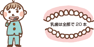 乳歯は全部で20本